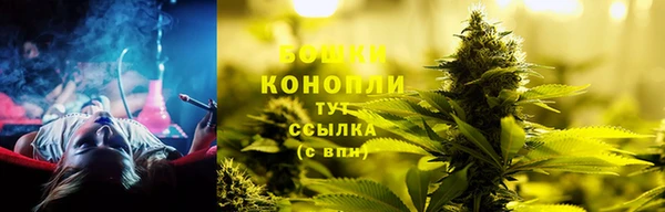 прущие грибы Переславль-Залесский